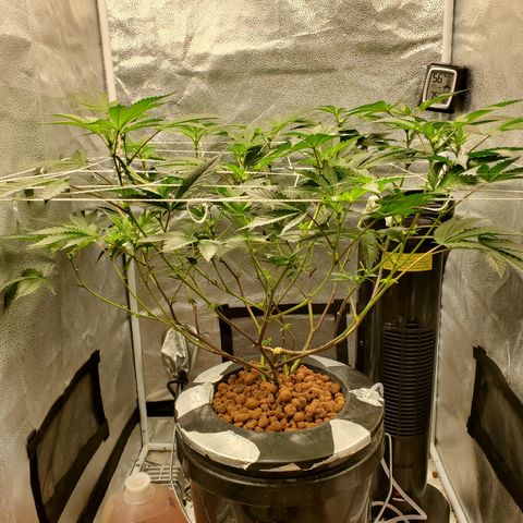 Wedding Cake growlog timeline photo