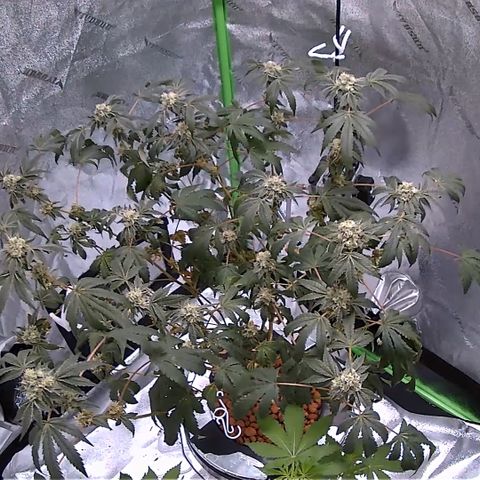 Blueberry Headband growlog photo: Everything is looking good. Added the AC unit tonight. Cut hole in shed for the AC. Removed the heater from the 28x28x60