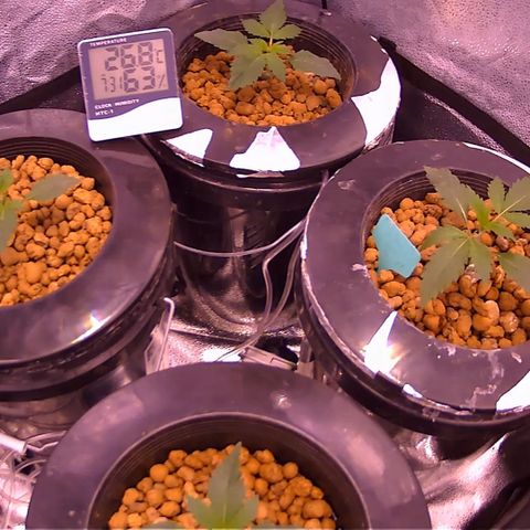 Blueberry Headband growlog timeline photo