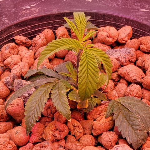 Wedding Cake growlog timeline photo