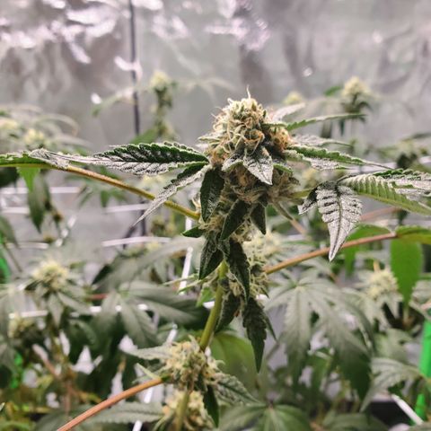 Wedding Cake growlog timeline photo