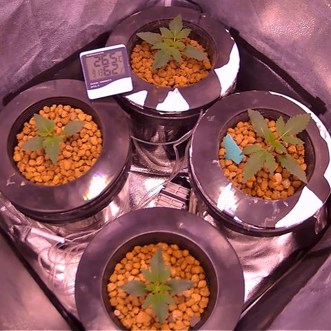 Blueberry Headband growlog timeline photo
