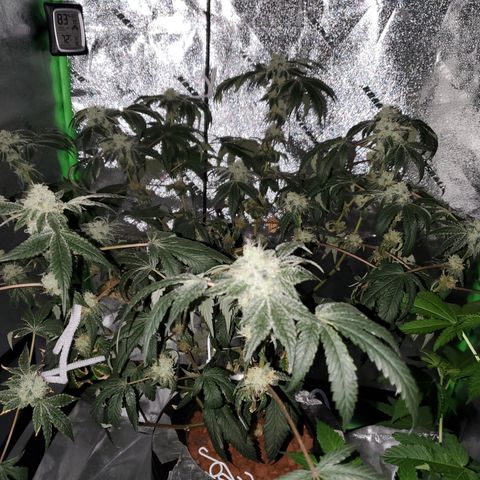 Wedding Cake growlog timeline photo