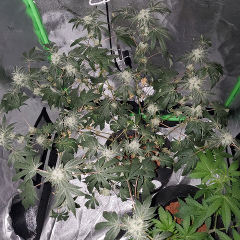 Wedding Cake growlog timeline photo