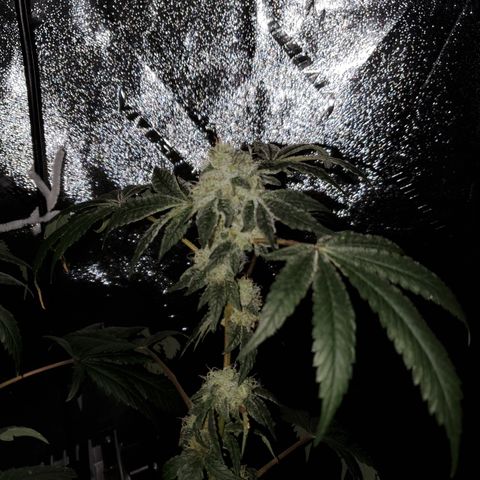 Wedding Cake growlog timeline photo