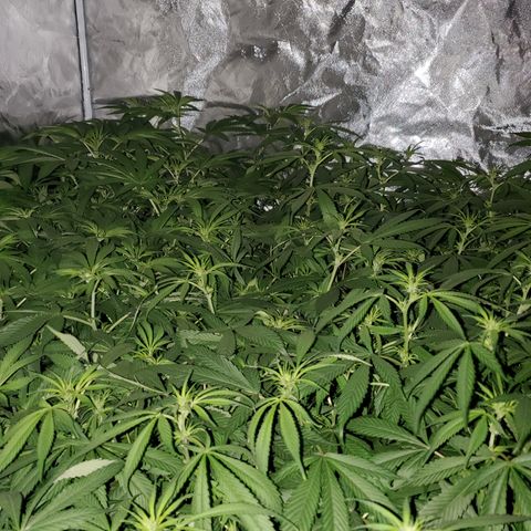 Crescendo growlog timeline photo