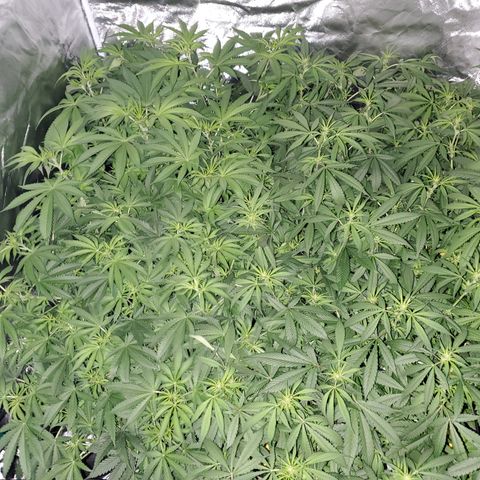 Crescendo growlog timeline photo