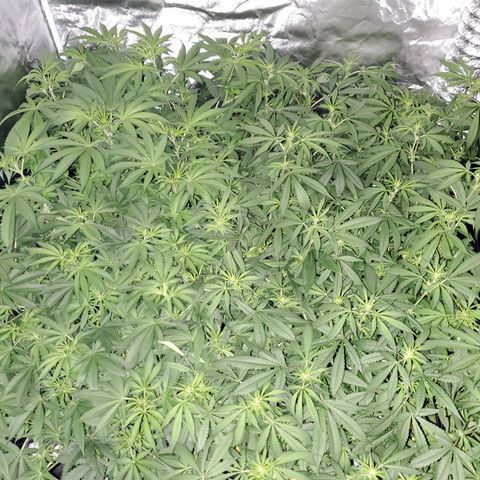 Durbin Poison  growlog timeline photo