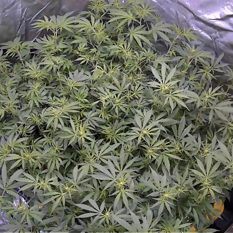 Durbin Poison  growlog photo: After trim