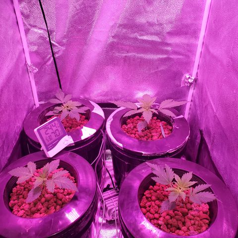 Blueberry Headband growlog photo: All of the roots have now come out of the basket. Will start LST next week