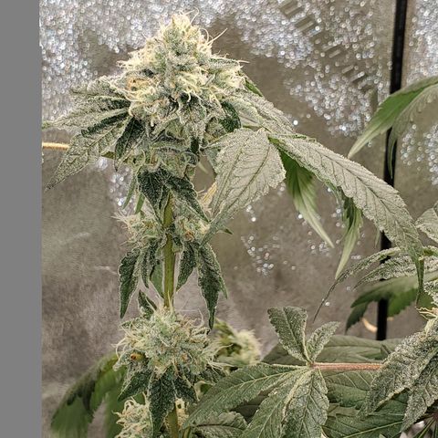 Wedding Cake growlog photo: Starting second day on straight RO water. She is starting to pull out of her funk. Keep an eye on her the next few days. 