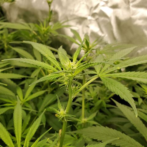 Durbin Poison  growlog photo: She is doing very well. Buds are popping up everywhere. 