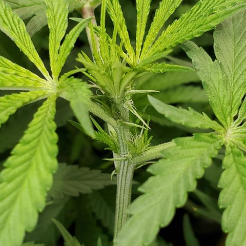 Crescendo growlog timeline photo