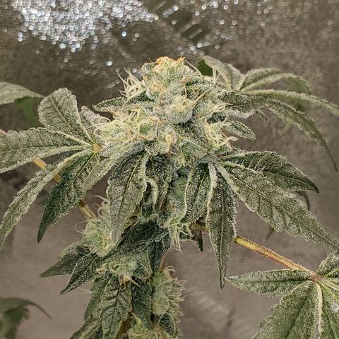 Wedding Cake growlog photo: Starting second day on straight RO water. She is starting to pull out of her funk. Keep an eye on her the next few days. 