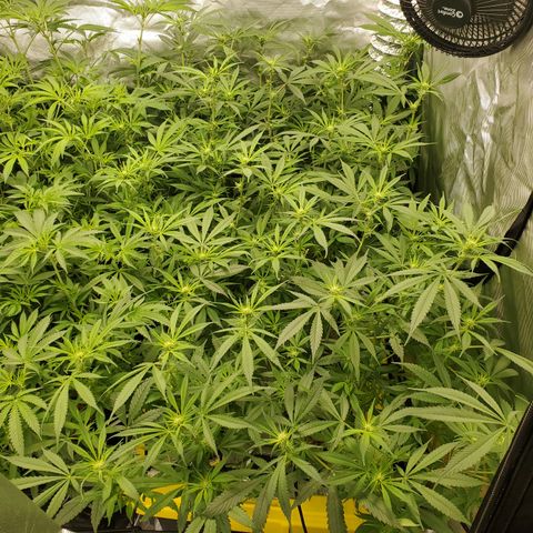 Durbin Poison  growlog photo: She is doing very well. Buds are popping up everywhere. 