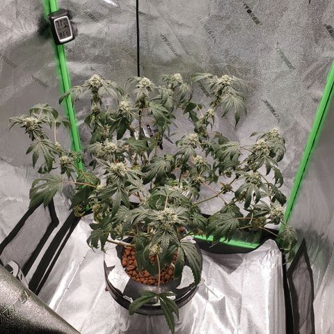 Wedding Cake growlog photo: Starting second day on straight RO water. She is starting to pull out of her funk. Keep an eye on her the next few days. 
