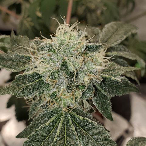 Wedding Cake growlog photo: Starting second day on straight RO water. She is starting to pull out of her funk. Keep an eye on her the next few days. 