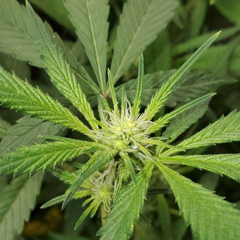 Durbin Poison  growlog photo: She is doing very well. Buds are popping up everywhere. 