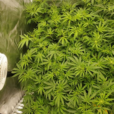 Crescendo growlog photo: Not much bud structure yet. 