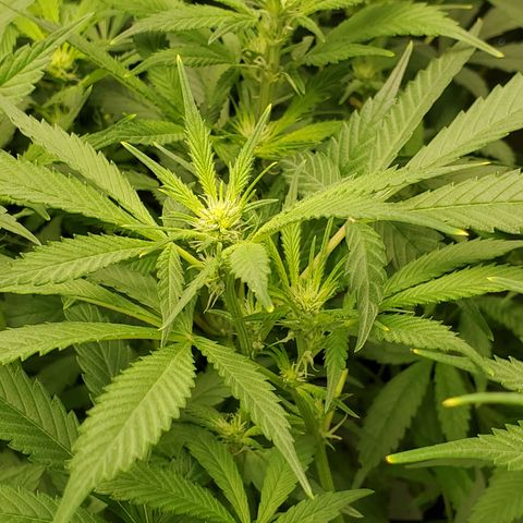 Durbin Poison  growlog photo: She is doing very well. Buds are popping up everywhere. 
