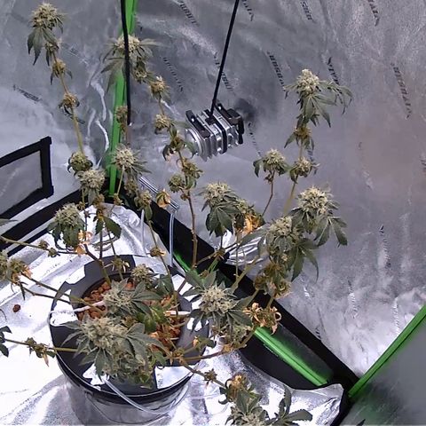 Wedding Cake growlog timeline photo