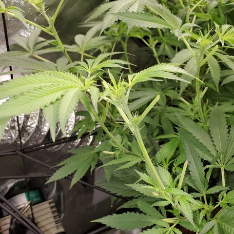 Crescendo growlog timeline photo
