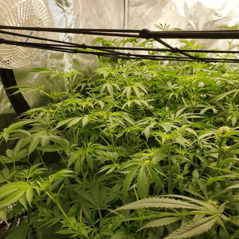 Crescendo growlog timeline photo