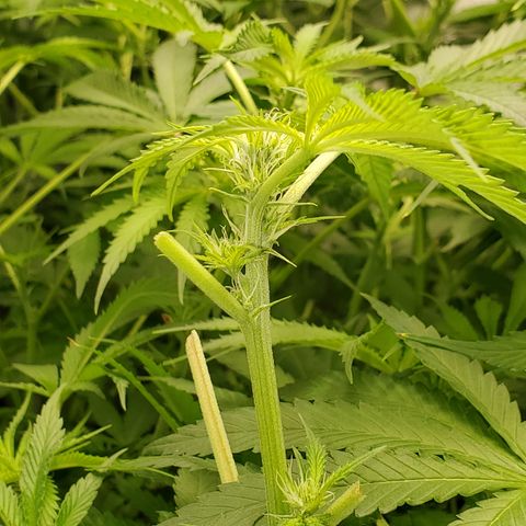 Crescendo growlog timeline photo