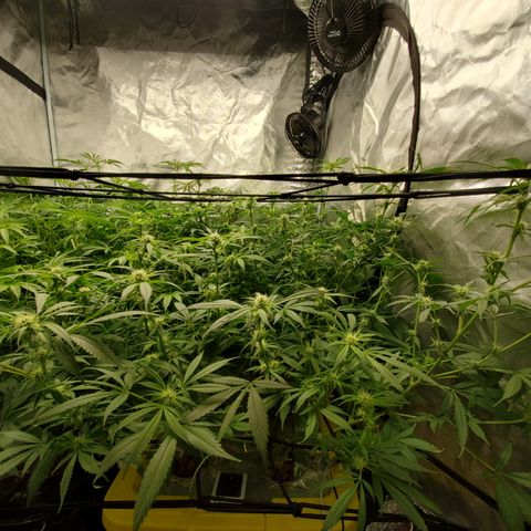 Durbin Poison  growlog timeline photo