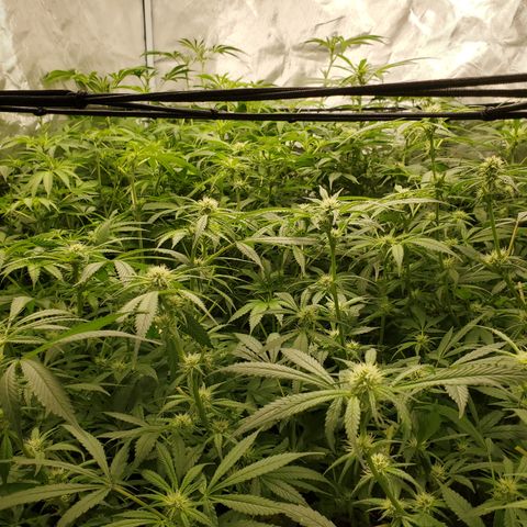 Durbin Poison  growlog timeline photo