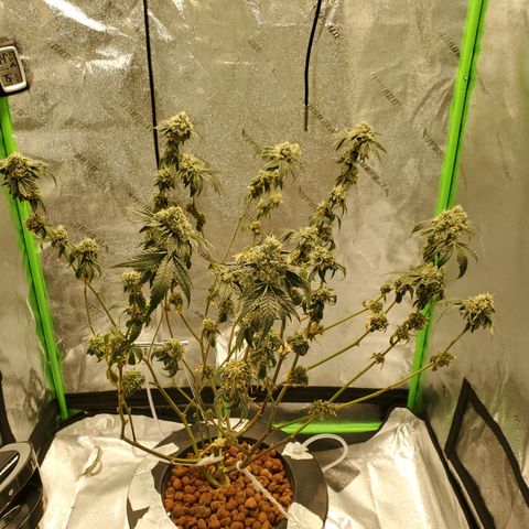 Wedding Cake growlog timeline photo