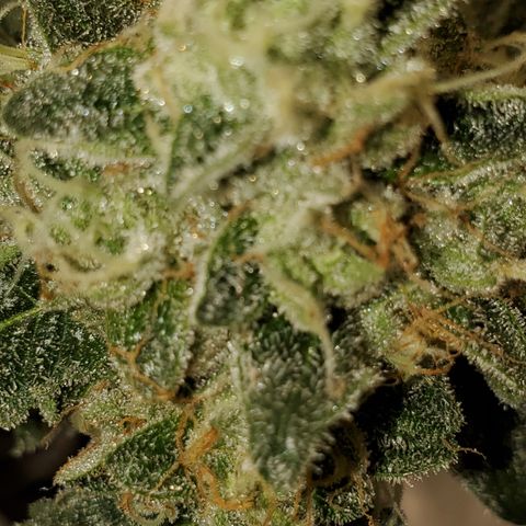 Wedding Cake growlog timeline photo