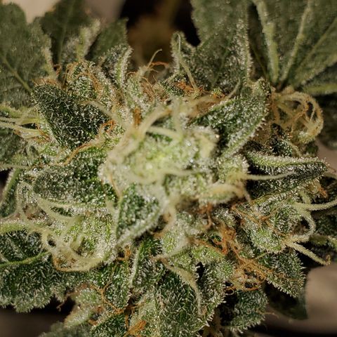 Wedding Cake growlog timeline photo