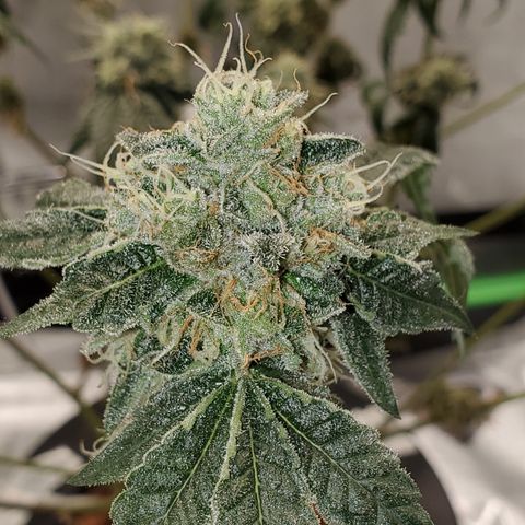 Wedding Cake growlog timeline photo