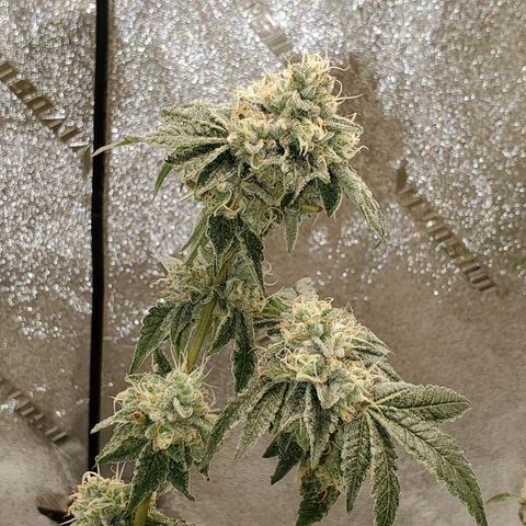 Wedding Cake growlog timeline photo