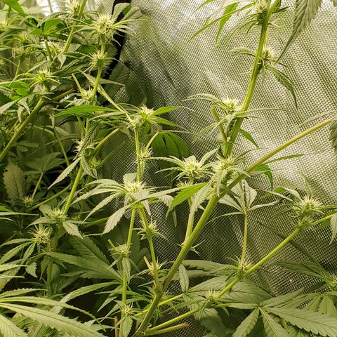 Crescendo growlog timeline photo