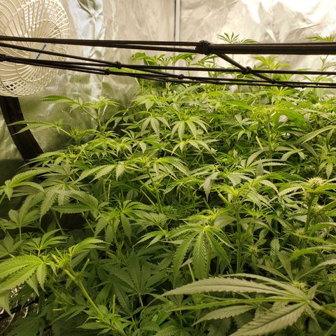 Crescendo growlog timeline photo