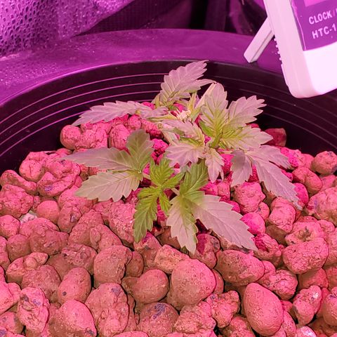 Blueberry Headband growlog timeline photo