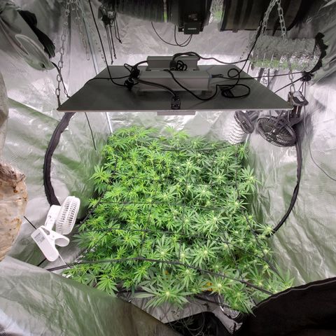 Crescendo growlog timeline photo