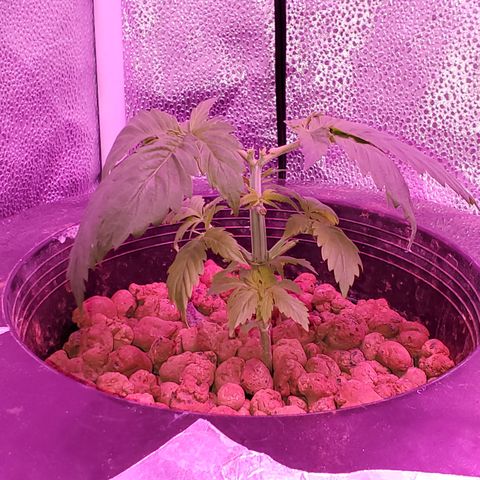 Blueberry Headband growlog timeline photo