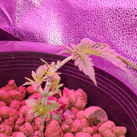 Blueberry Headband growlog timeline photo