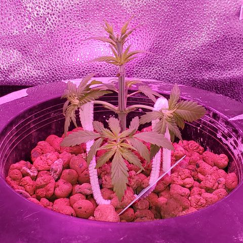 Blueberry Headband growlog timeline photo