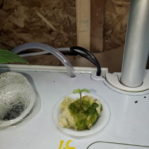 Lucky Charms growlog timeline photo