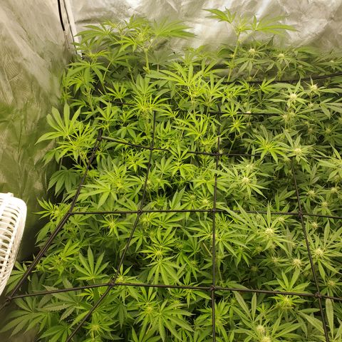 Crescendo growlog timeline photo