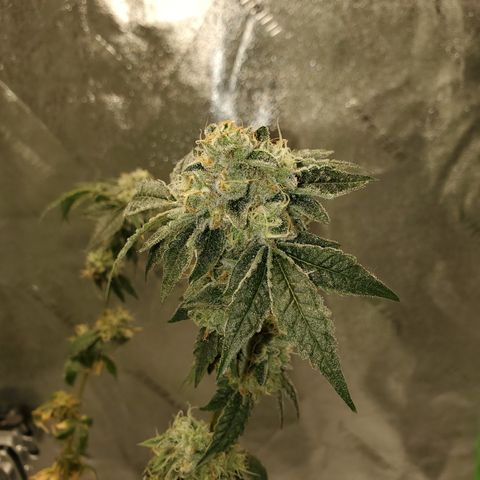 Wedding Cake growlog timeline photo