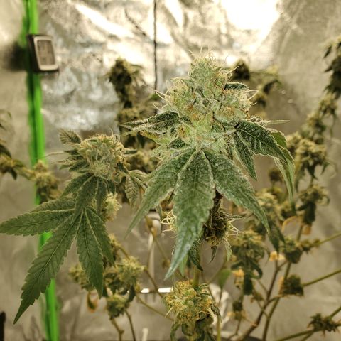 Wedding Cake growlog timeline photo