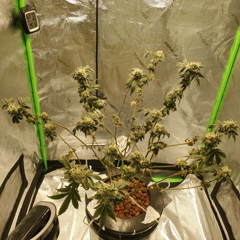 Wedding Cake growlog timeline photo