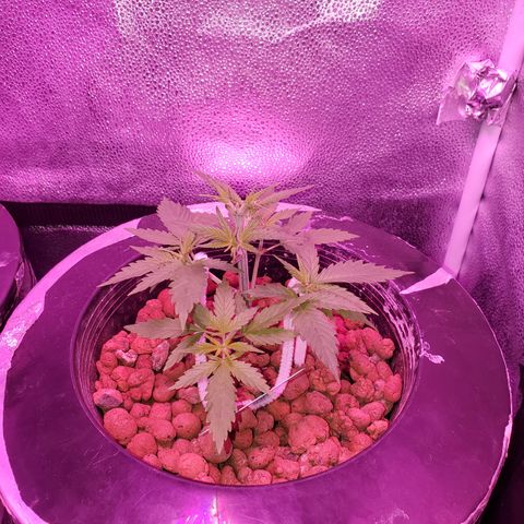 Blueberry Headband growlog timeline photo