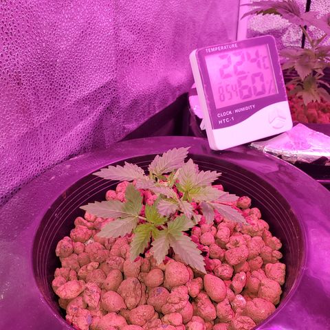 Blueberry Headband growlog timeline photo