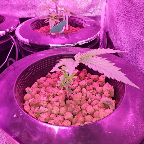 Blueberry Headband growlog timeline photo